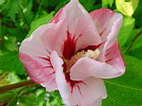hibiscus blanc-rose et rouge.JPG